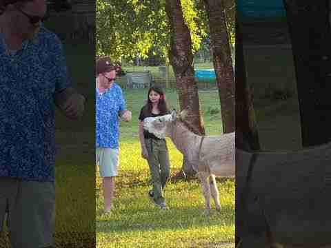 Capybara’s in Brooksville! #CapybaraExperience #pettingfarm #thingstodofl @patriciaandreewiltens